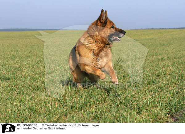 rennender Deutscher Schferhund / running german shepherd / SS-06388