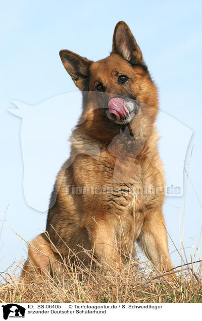 sitzender Deutscher Schferhund / sitting German Shepherd / SS-06405