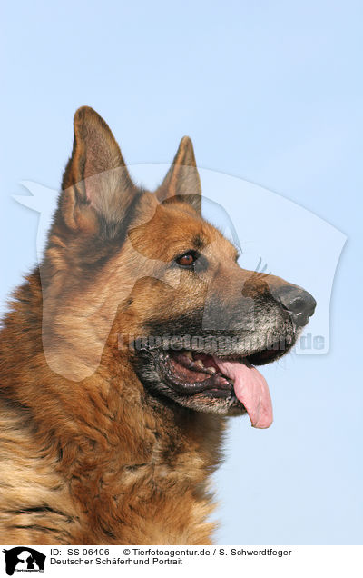 Deutscher Schferhund Portrait / German Shepherd Portrait / SS-06406