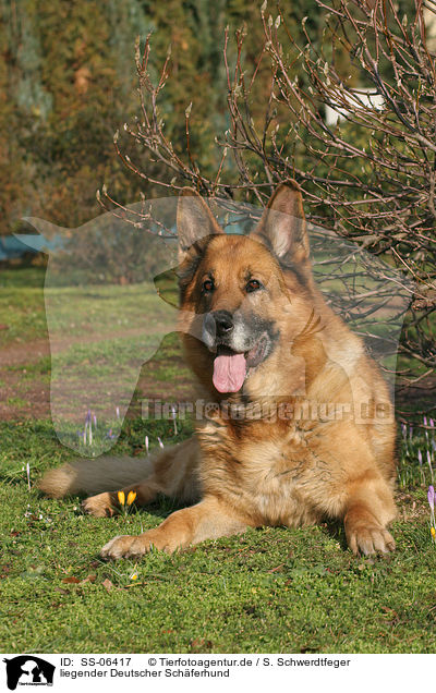 liegender Deutscher Schferhund / lying German Shepherd / SS-06417