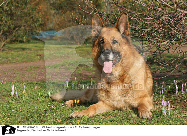 liegender Deutscher Schferhund / lying German Shepherd / SS-06418