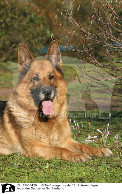 liegender Deutscher Schferhund / lying German Shepherd / SS-06420