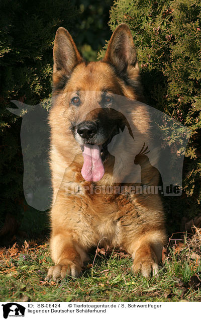 liegender Deutscher Schferhund / lying German Shepherd / SS-06424
