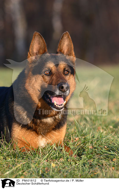 Deutscher Schferhund / German Shepherd / PM-01812