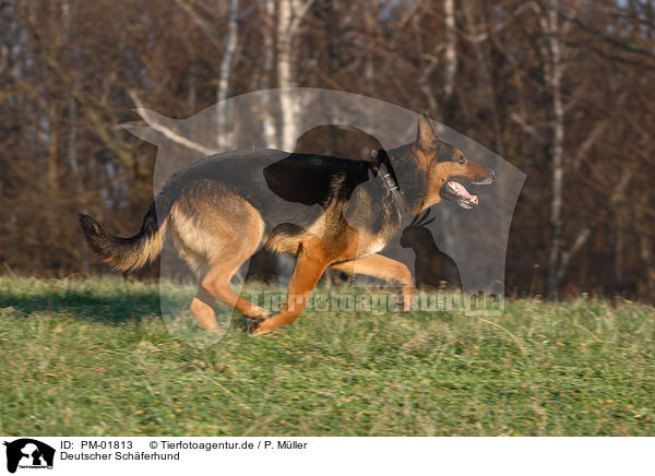 Deutscher Schferhund / German Shepherd / PM-01813