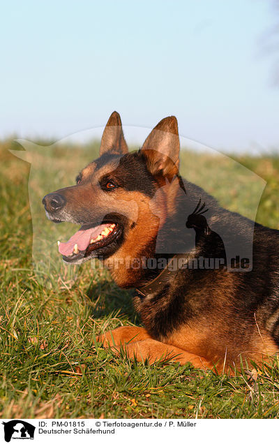 Deutscher Schferhund / German Shepherd / PM-01815