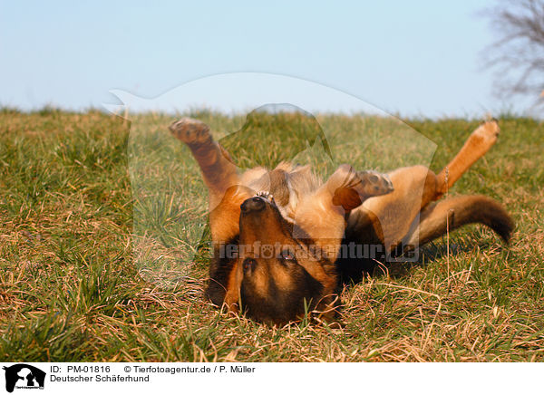 Deutscher Schferhund / German Shepherd / PM-01816