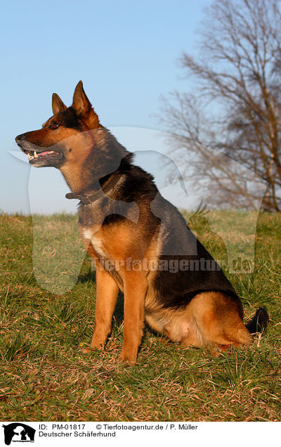 Deutscher Schferhund / German Shepherd / PM-01817