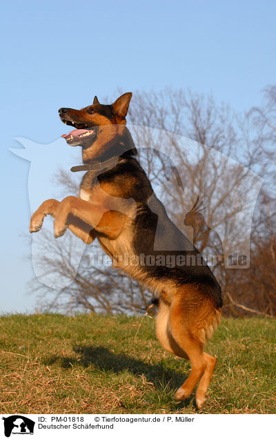 Deutscher Schferhund / German Shepherd / PM-01818