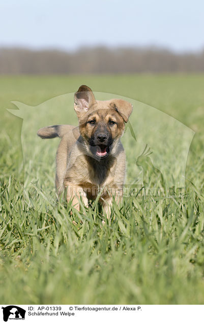 Schferhund Welpe / German Shepherd Puppy / AP-01339