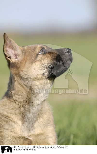 Schferhund Welpe / German Shepherd Puppy / AP-01342