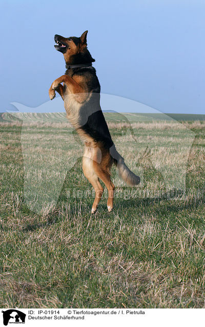 Deutscher Schferhund / German Shepherd / IP-01914