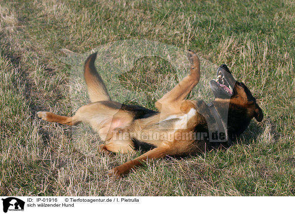 sich wlzender Hund / wallowing dog / IP-01916
