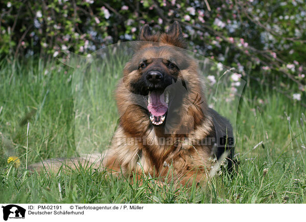 Deutscher Schferhund / German Shepherd / PM-02191