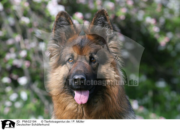 Deutscher Schferhund / German Shepherd / PM-02194