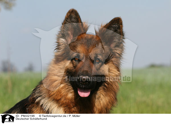 Deutscher Schferhund / German Shepherd / PM-02196