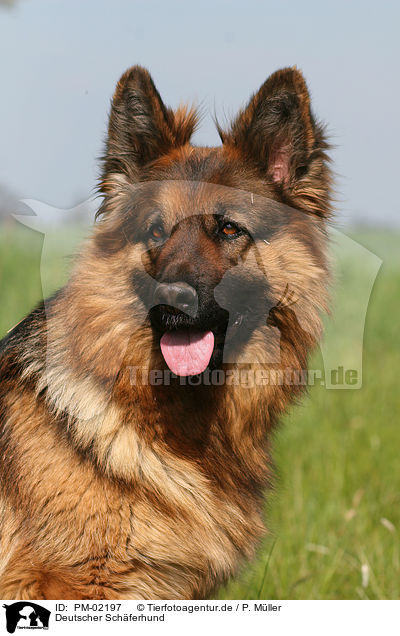 Deutscher Schferhund / German Shepherd / PM-02197