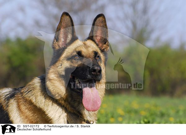 Deutscher Schferhund / German Shepherd / SST-02172