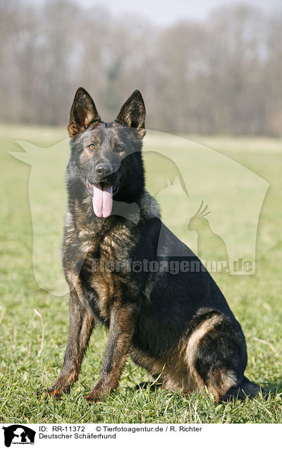 Deutscher Schferhund / German Shepherd / RR-11372