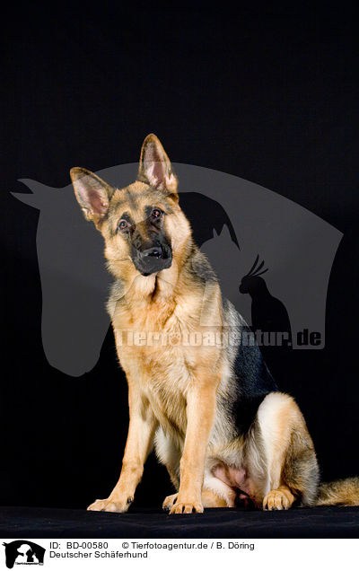 Deutscher Schferhund / German Shepherd / BD-00580