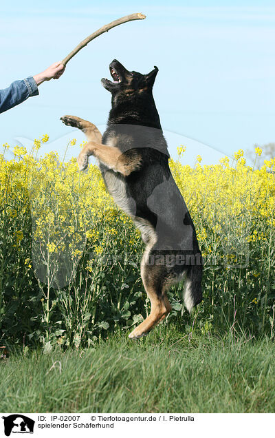 spielender Schferhund / playing German Shepherd / IP-02007