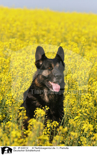 Deutscher Schferhund / german Shepherd / IP-02012