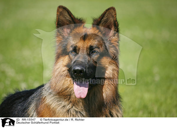 Deutscher Schferhund Portrait / German Shepherd / RR-15547