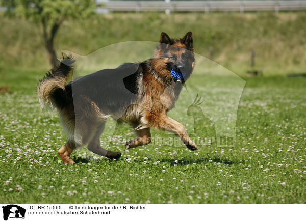 rennender Deutscher Schferhund / running German Shepherd / RR-15565