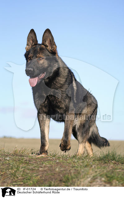 Deutscher Schferhund Rde / male German Shepherd / IF-01724