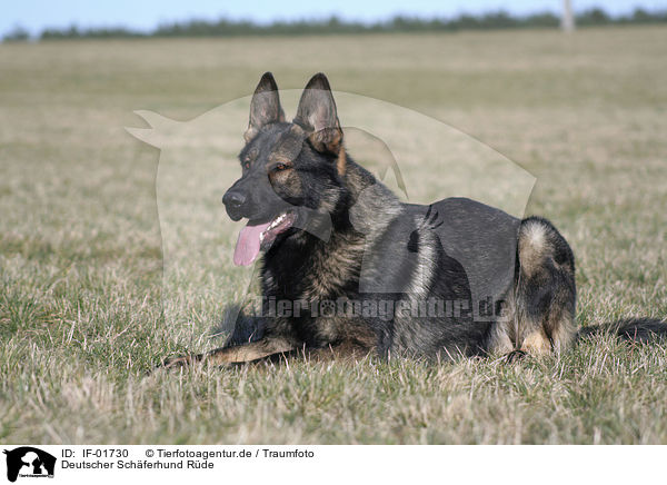 Deutscher Schferhund Rde / male German Shepherd / IF-01730