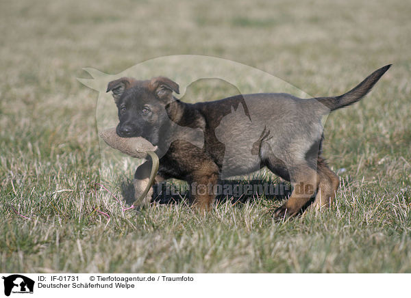 Deutscher Schferhund Welpe / German Shepherd Puppy / IF-01731