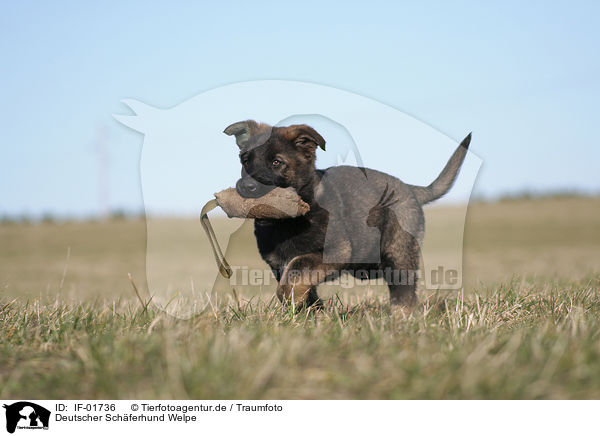 Deutscher Schferhund Welpe / German Shepherd Puppy / IF-01736