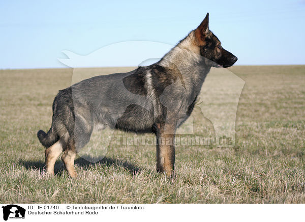 Deutscher Schferhund Rde / male German Shepherd / IF-01740