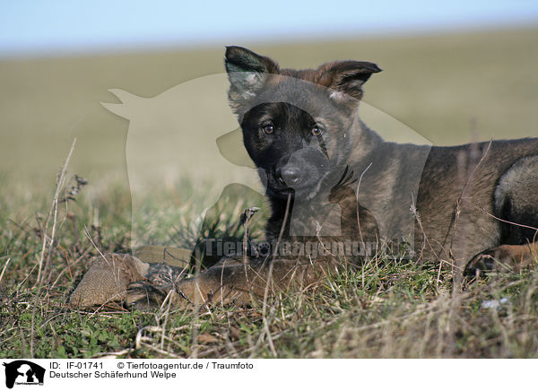 Deutscher Schferhund Welpe / German Shepherd Puppy / IF-01741