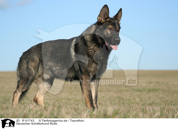 Deutscher Schferhund Rde / male German Shepherd / IF-01743