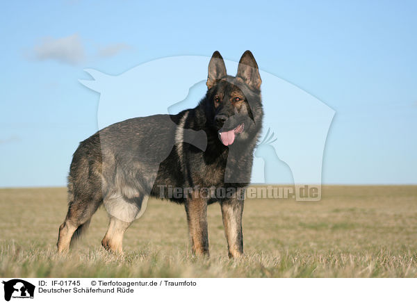 Deutscher Schferhund Rde / male German Shepherd / IF-01745