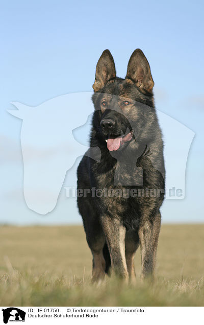 Deutscher Schferhund Rde / male German Shepherd / IF-01750