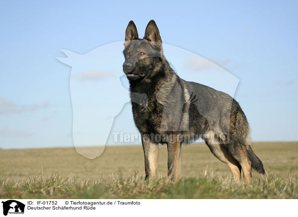 Deutscher Schferhund Rde / male German Shepherd / IF-01752