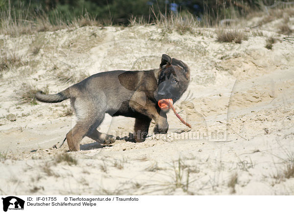 Deutscher Schferhund Welpe / German Shepherd Puppy / IF-01755