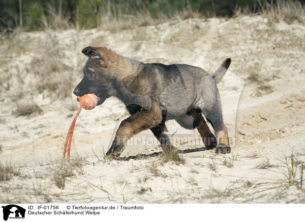 Deutscher Schferhund Welpe / German Shepherd Puppy / IF-01756