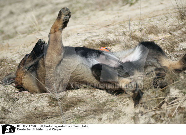 Deutscher Schferhund Welpe / German Shepherd Puppy / IF-01758