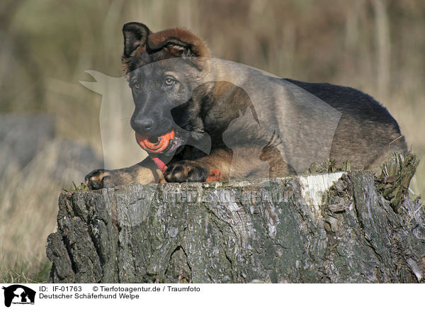 Deutscher Schferhund Welpe / German Shepherd Puppy / IF-01763