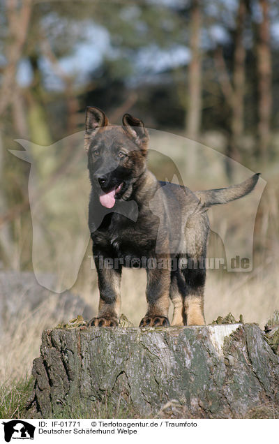 Deutscher Schferhund Welpe / German Shepherd Puppy / IF-01771