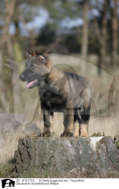 Deutscher Schferhund Welpe / German Shepherd Puppy / IF-01772