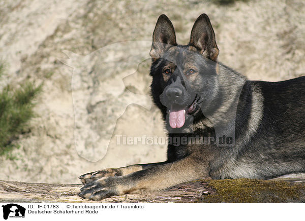 Deutscher Schferhund Rde / male German Shepherd / IF-01783