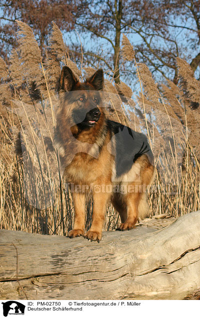Deutscher Schferhund / German Shepherd / PM-02750