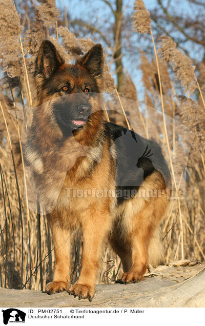 Deutscher Schferhund / German Shepherd / PM-02751