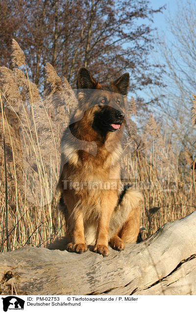 Deutscher Schferhund / German Shepherd / PM-02753