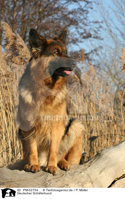 Deutscher Schferhund / German Shepherd / PM-02754
