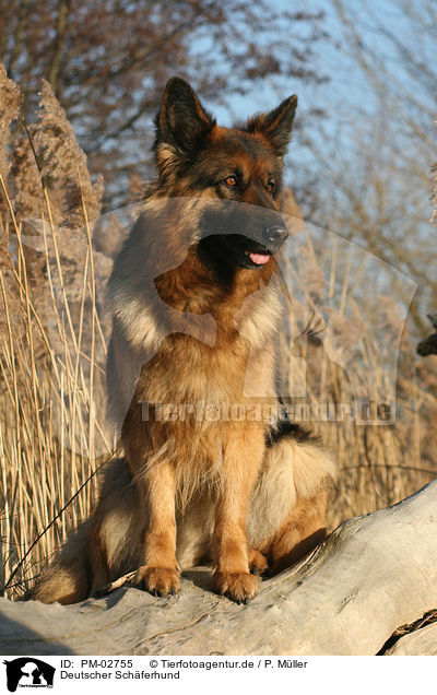 Deutscher Schferhund / German Shepherd / PM-02755